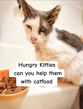 I have over 30 cats in my care. Food is a constant need. I am thankful for your help caring for the kitties. They have wishlists in bio. #catrescue #rescuecat #catvideos #cat #cats 