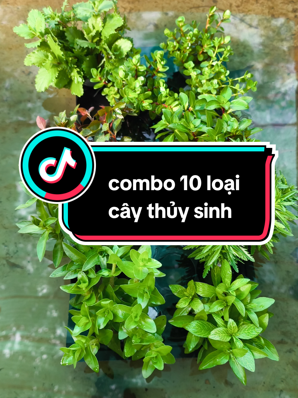 Combo 10 loại cây Thủy sinh cắt cấm dễ trồng #câythuysinh #tieubaothap , #lenhi #thuycuc #vayoc @Đông Phạm