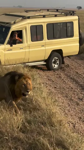 Tanzanian king be like  CREDITS noemieschirrer #foryoupage #fyp #wildlife justiceforlorkulup justiceforolobor #lions #viral 
