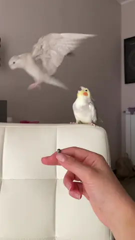 dino looks at me like it’s my fault 😩 #cockatielsoftiktok #cockatiellife #fyp 