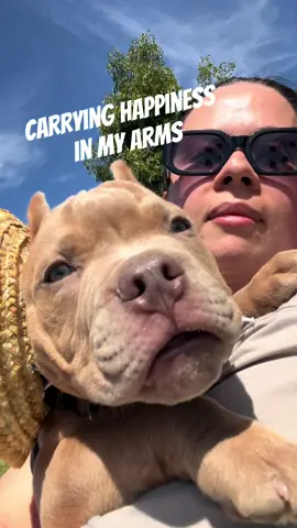 #bullydluffy #puppy #pocketbully #dogsoftiktok #amrricanbully 