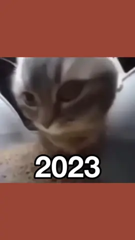 all recreated cat memes in one video (Then Vs Now)#nostalgia#memes #famousmemes 