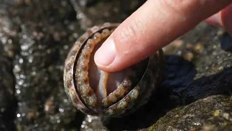 #asmr #asmrsounds #asmrvideo #asmrtiktoks #ai #abalone #nature #aiasmr 