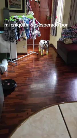 Desesperación nivel: Coco esperando su paseo 🙃” #DogLover #paseos #sigueme_para_mas_videos_asi 
