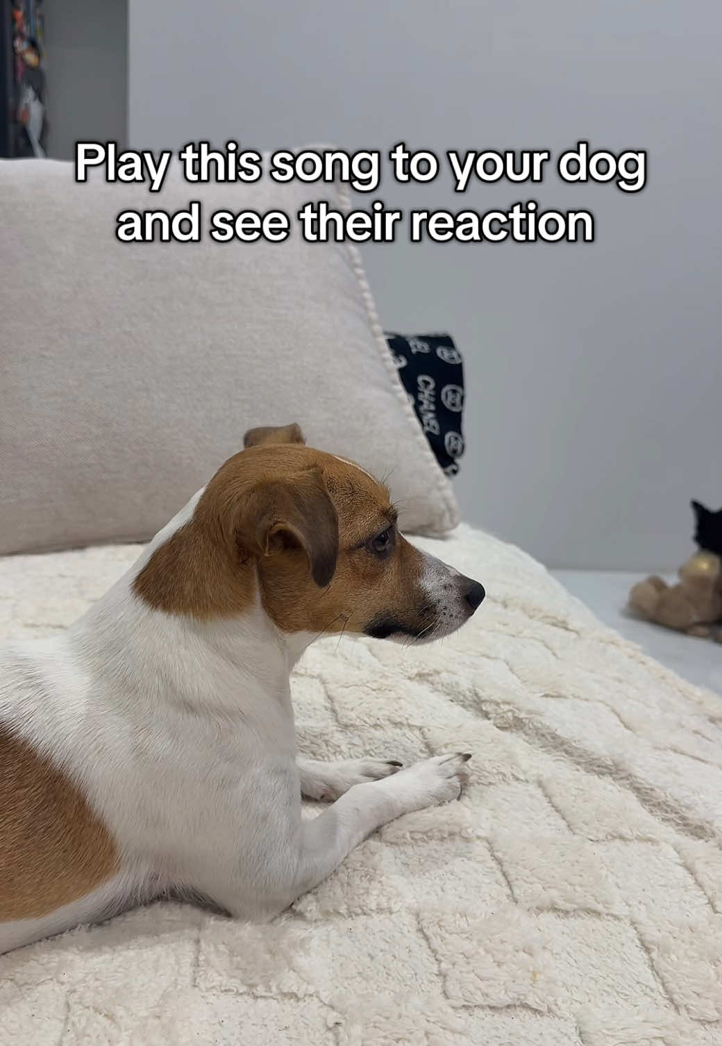 😂 #dogs #jackrussell #fyp