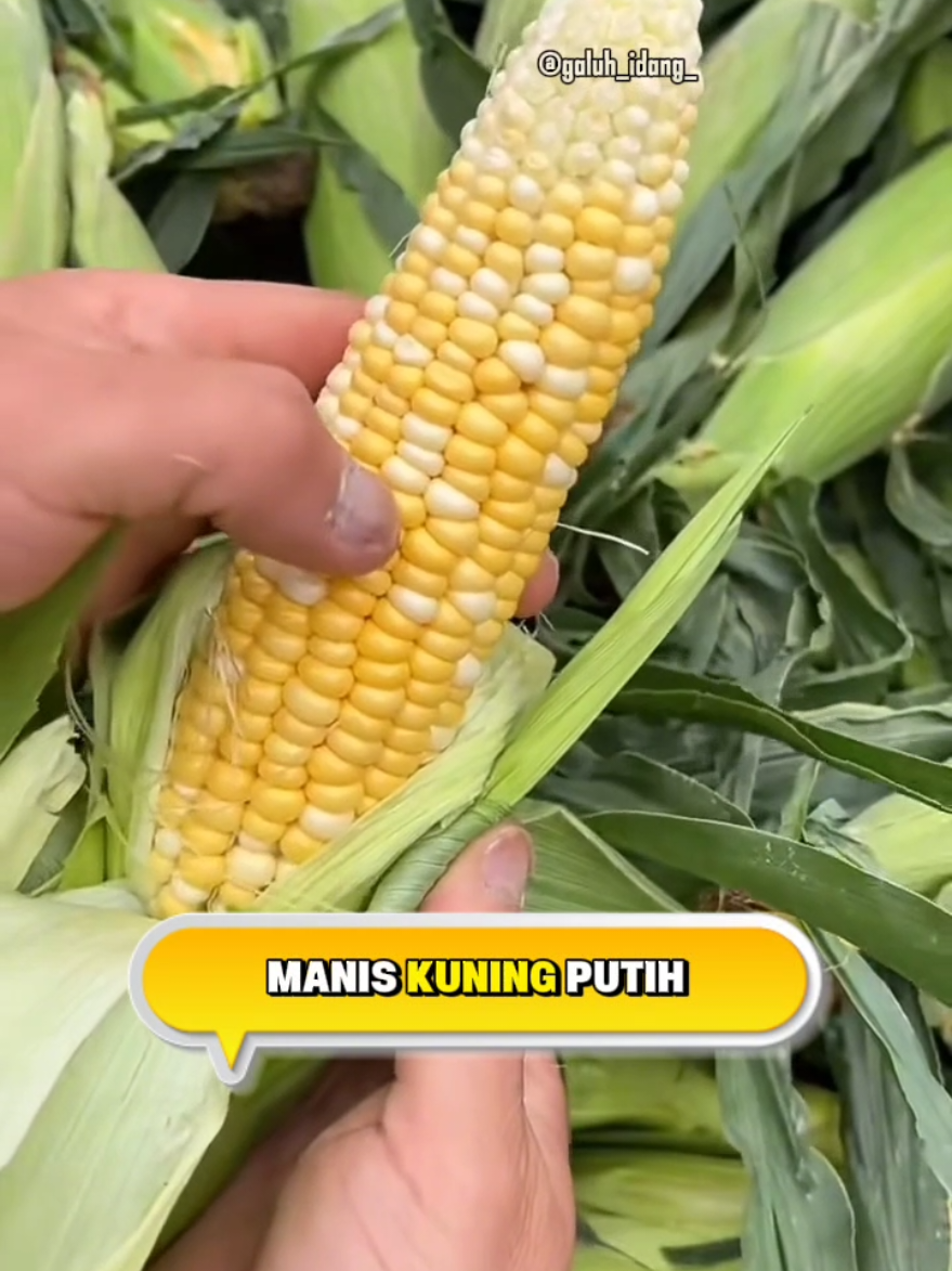 “Jagung Bukan Sembarangan Jagung! 🤯🌽✨” Ternyata jagung nggak cuma kuning doang, ada yang merah kayak ruby, ada yang gede banget bisa buat makan seminggu, sampai ada jagung pelangi yang cantik kayak manik-manik kaca! 😍 Mana nih jagung favorit kamu? #JagungUnik #JagungLucu #FaktaJagung #JagungAjaib #KulinerUnik    