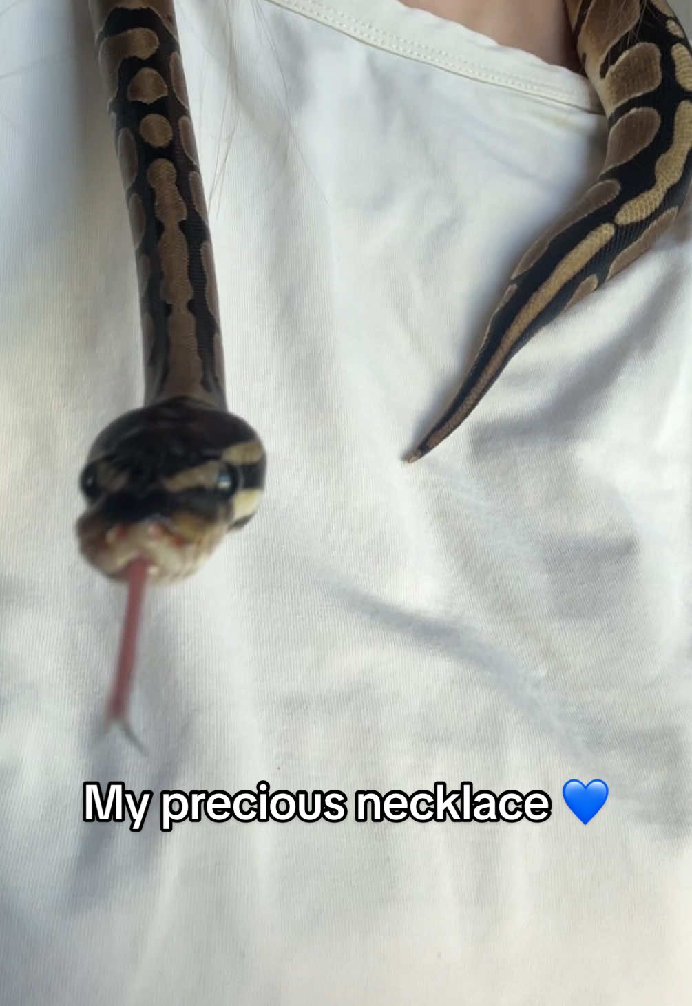 #🐍 #viralvideos #snakesoftiktok #ballpython #creatorsearchinsights 