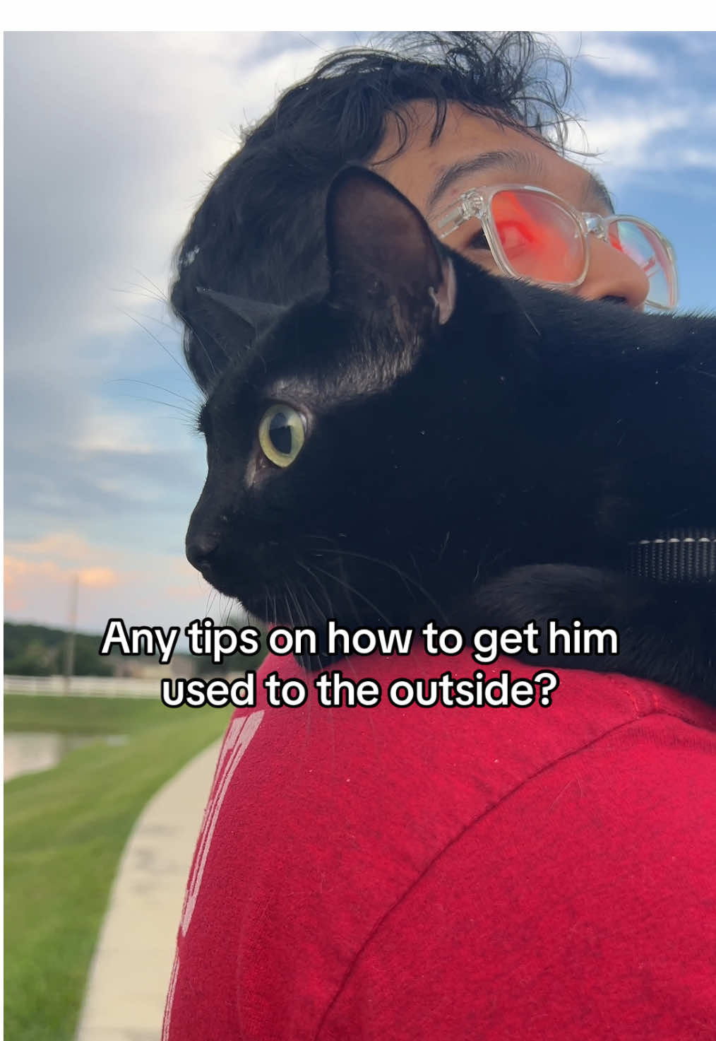 Saleem’s first adventure outdoors #cat #cats #catlover #blackcats #fyp