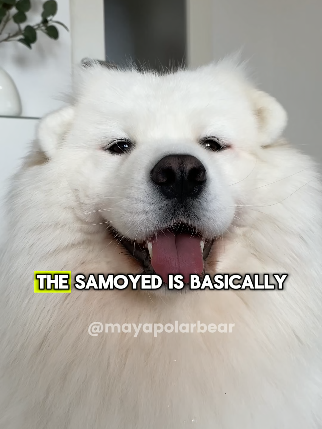 Facts about Samoyed #samoyed #samoyedpuppy #samoyedsoftiktok #samoyeddog