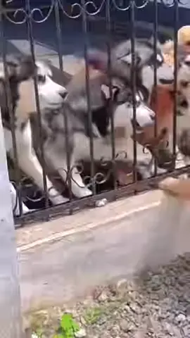 ¿¿ es esta tu linda mascota? #TikTok