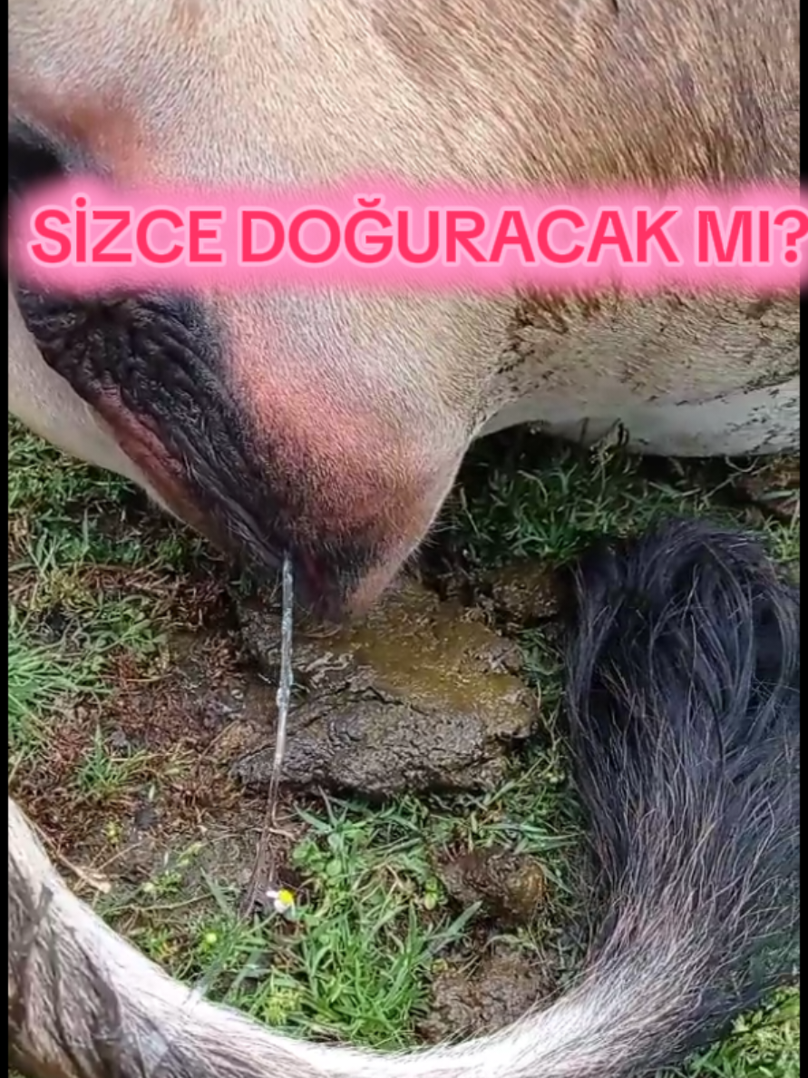 İneklerde doğuma yaklaştıkça görülen akıntı ve vücut değişiklikleri, doğumun yaklaştığını gösteren önemli fizyolojik işaretlerdir. Gebeliğin son haftalarında östrojen düzeyinin artmasıyla birlikte serviks gevşer, servikal mukus tıkacı çözülür ve vajinadan ipliksi, şeffaf ya da hafif bulanık mukoid bir akıntı gelir. Halk arasında “çara” denilen bu akıntı genellikle kokusuzdur ve doğumdan birkaç gün ila bir hafta öncesinde görülmesi normaldir. Aynı dönemde vulvada şişlik, kızarıklık ve gevşeme belirginleşir. Kuyruk kökü çevresindeki bağ dokusu yumuşar, pelvik bağlar gevşer. Bu değişiklikler elle muayenede de fark edilir ve doğumun yaklaşmakta olduğuna dair güvenilir bir bulgudur. Meme dokusu da bu süreçte belirgin şekilde dolar, kolostrum üretimi başlar ve bazen memeden sarımsı damlalar gelebilir. Bu belirtiler sağlıklı bir gebeliğin normal sürecine aittir. Ancak akıntı kötü kokulu, irinli ya da kanlı olursa enfeksiyon, erken doğum veya başka bir patoloji şüphesiyle değerlendirilmelidir. Dolayısıyla berrak ve mukoid akıntı fizyolojik kabul edilirken, anormal akıntılar veteriner hekim müdahalesi gerektirir. Bu bulgular, sahada doğum zamanlamasını öngörmek ve buzağı kayıplarını azaltmak açısından son derece değerlidir ve bilimsel literatürle de desteklenen güvenilir işaretlerdir. #inek #doğum #veteriner #sunitohumlama #veterinerhekim 