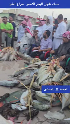 سوق السمك في املج  #سوق  #سمك  #املج  #البحر_الاحمر  #السعودية 