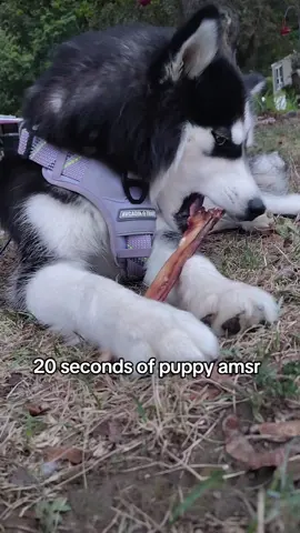 #asmr #chewing #chewingasmr #dogs #dog  20 seconds of puppy chewing ASMR 😅