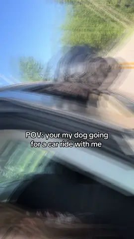 Lmao he doesn’t mind it though😂 #fyp #foryoupage #foryou #dogsoftiktok 