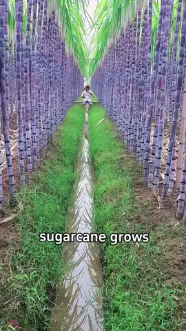 Do you know how sugarcane grows? From planting to harvest, it takes a whole year! #usa #foryou #titok #plants #fypシ 