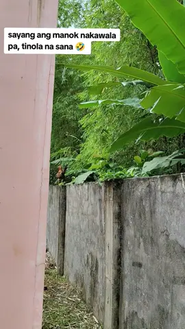 Grasya na unta nakawala pa ang manok 🤣 #shortvideo #angmanok #nakawalapaangmanok 