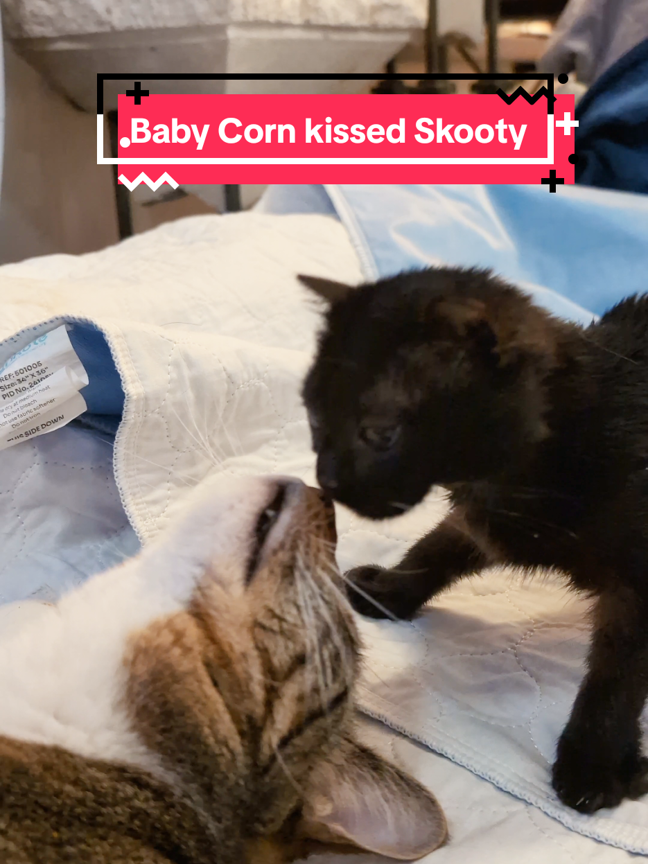 He couldn't look at her afterwards. #babycorncat #kitten 