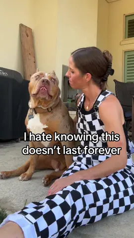 😭 #dogsoftiktok #americanbully #xlbully 