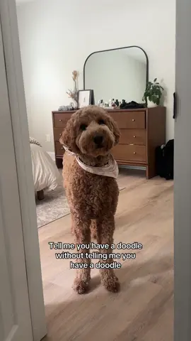 ALWAYS watching #dog #goldendoodle #funnydog 