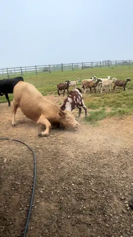 Someone was mad this morning #goat #cow #fight 