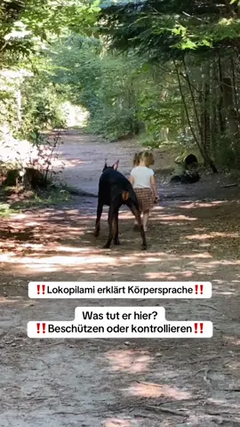 #hundeerziehung #hundetraining #hundevideos #dog #dobermann 