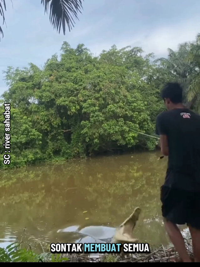 pemancing diincar buaya #buaya #buaya🐊 #buayadarat🐊 #buayamuara #mancing #mancingmania #mancingikan #pemancing #sungai #predator #reptile #videohewan #viral #videoviral 