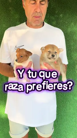 Tú que prefieres? Os leo en los comentarios 🫶🏼 #encanto #encuesta #perros #jackrussell #shibainu #mascotastiktok 