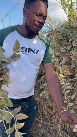 KIBOKO YA MAPENZI