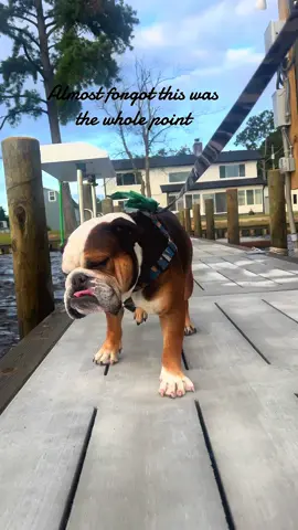 #northcarolina #dogs #dogsoftiktok #englishbulldog 