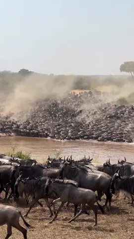 If u didn't  experience this, just call me to enjoy this unforgetable experience of witnessing the great Wilderbeest migration around Northern circuit!