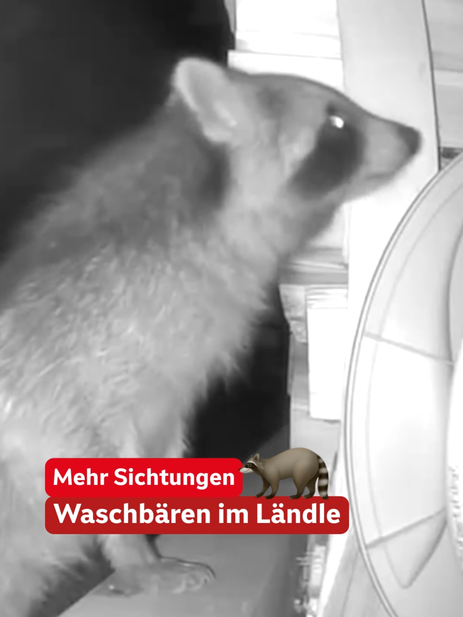 Putzig, aber chaotisch!🦝 Seit Jahresbeginn gingen bei der „inatura“ Dornbirn insgesamt bereits sechs Meldungen über Waschbär-Sichtungen in Vorarlberg ein - mehr als die üblichen zwei bis drei pro Jahr. Bei der „inatura