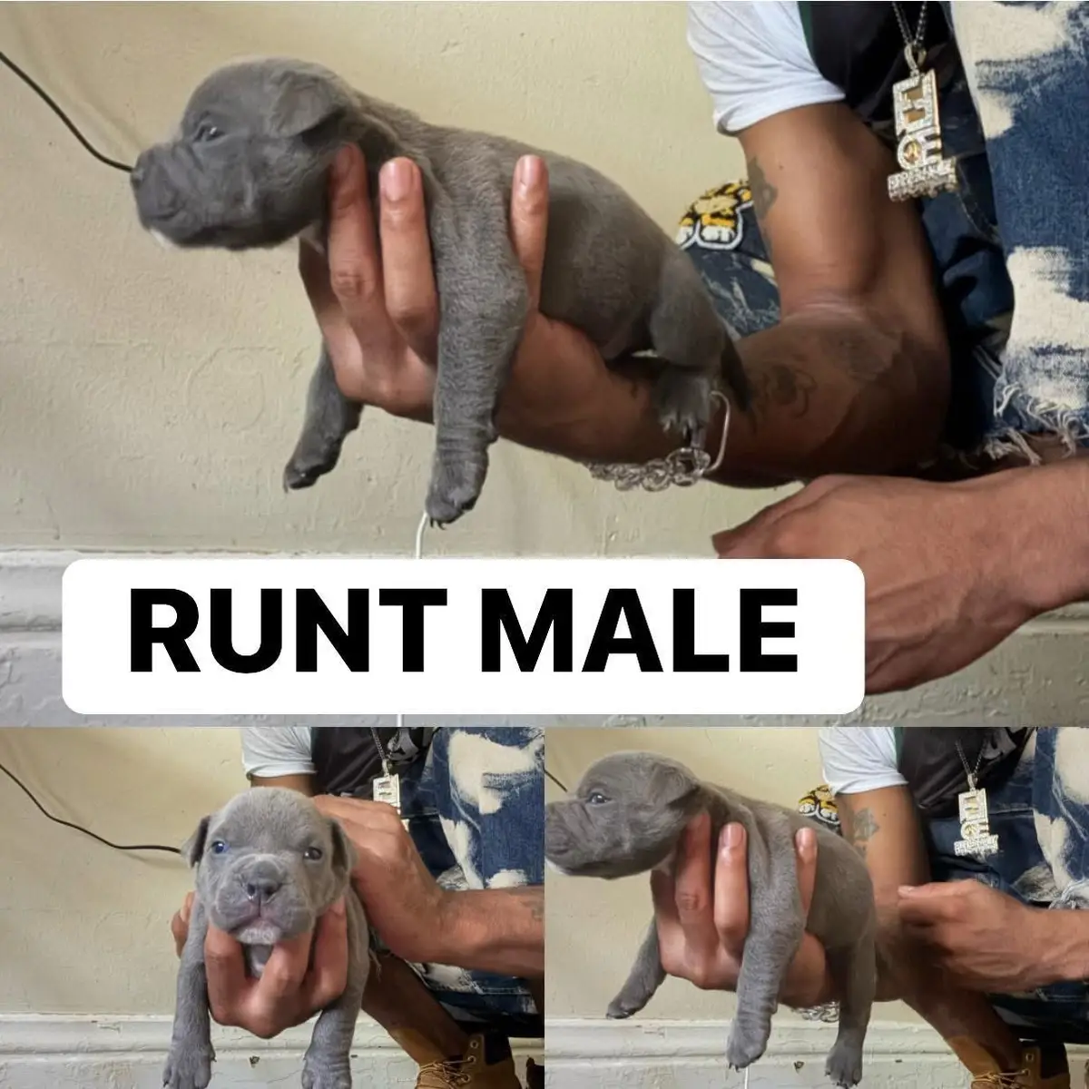 If you have been waiting, the wait is over. Claim your puppy and get a high-quality puppy right now. 🔥 #pups #puppytherapy #viralpuppy #ohiocheck #Runt 