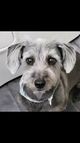 #fypシ #singingdog #singingsoothesthesoul #dachshundsoftiktok #spreadlovenothate 