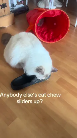 Barbara has some weird habits #ragdollcat #ragdoll #follow #cat #catsoftiktok #fyp #cats #kittycat #kitten #catslovers #funnycats #catfamily #play #shoe #shoes #feet #sliders 