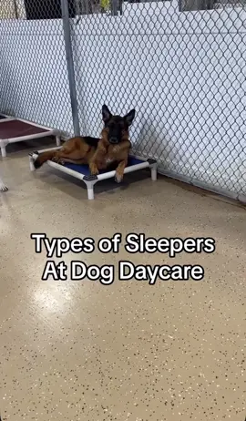 Wish I could sleep as well as some of these dogs do 😂 #creatorsearchinsights #dogcompilation #sleepingdog #doggydaycare #PetsOfTikTok 