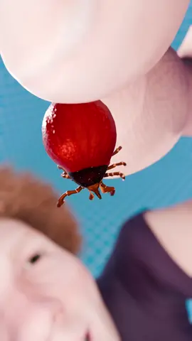 Swallowing A Tick With Lyme Disease? 😨