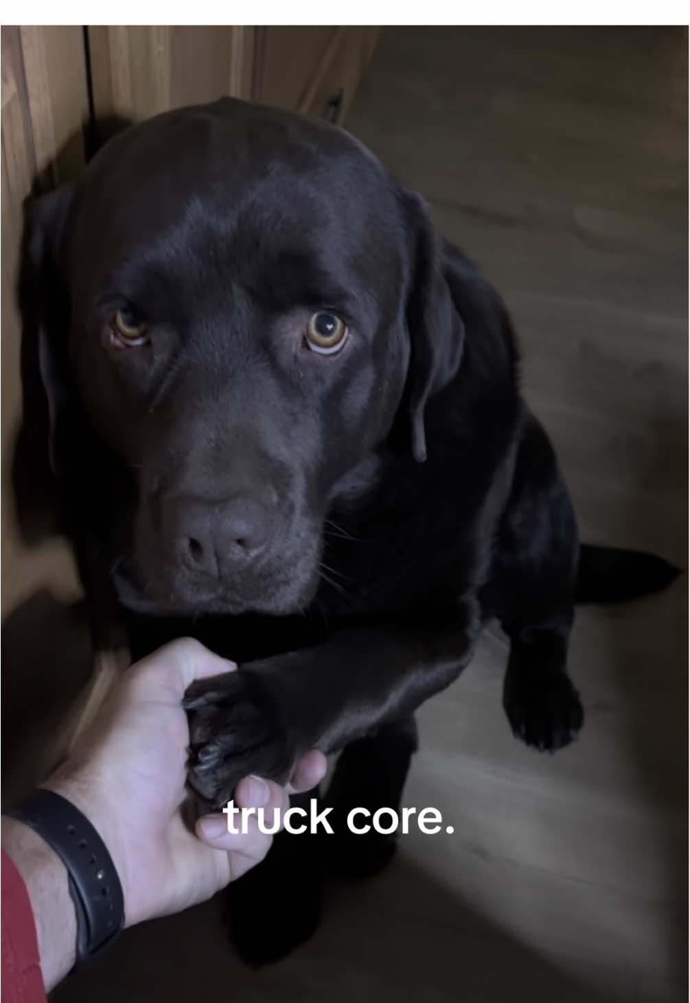 Truck I would cross valleys and climb mountains for you #dogsoftiktok #chocolatelab #dogtok #labrador 