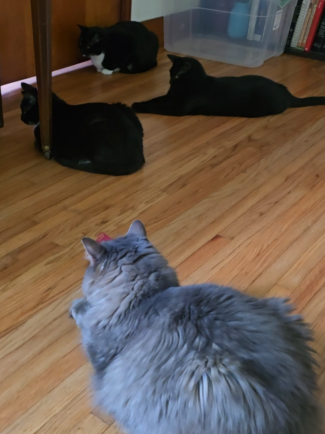 They're waiting patiently... #xyzbca #fyp #catfam #catsoftiktok 