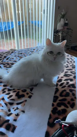 If you come over she will judge your fit so 💁🏻‍♀️💅🏽#persiancat #munchkincat #cute #y2k 