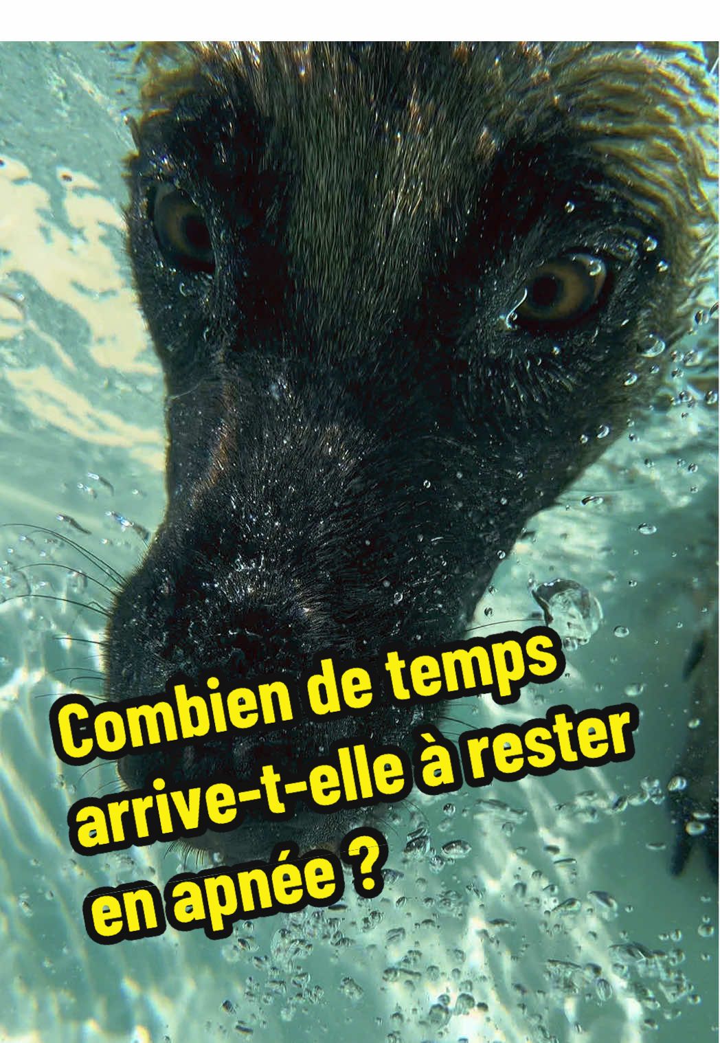 Ma malinois va sous l’eau !!! C’est l’été, c’est le mois d’août il fait beau, il fait chaud et tout le monde en profite 😇🤗 #m#malinoisd#dogc#chiens#sundayp#piscina