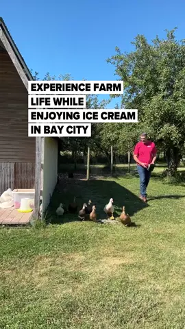 Just outside Bay City, MI, The Farm at Apple Acres continues to grow as a family-friendly destination, offering 90+ ice cream flavors, peaceful farm setting, and a chance to meet their new Highland cows Fergus and Fiona Rose. Read more through the link in our bio, (Kaytie Boomer | MLive)