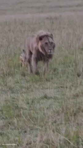 Avery daring jackal ....bite the kings balls 😂😂 Kiongozi 1/7 Topi boys  Cr danielsikona #foryoupage #fyp #wildlife justiceforlorkulup justiceforolobor #viral #lions 