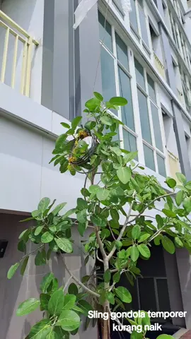 Sling gondolanya kurang naik. jika sling gondolanya terkena pohon seperti ini maka pohon akan rusak. #pohon #sling #gondola #facade #dinding #lantai #project #finishing #sipil #proyek #civil #teknik #higrisebuilding #cheklist #gedungtinggi 