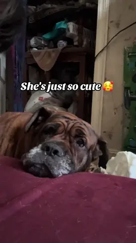 She was sulking this morning 😂. She's just so dang cute 🥰 #canecorso #morningvibes #mypet #furbaby #dog 