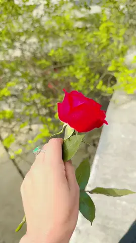 গোলাপ 🌹🌹🌹