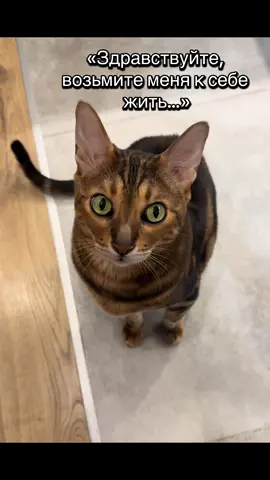 #cat #catlovers #bengal #kittycat #mylovemylife 