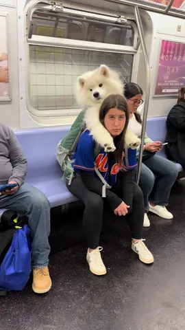 His brain cell be working real hard #samoyed #dogsoftiktok #funny 