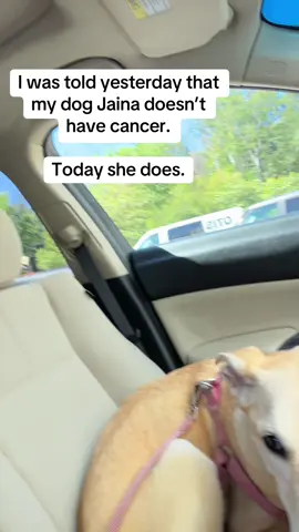 Update on my dog Jaina’s cancer. PARR test was wrong, she has large cell lymphoma. #dogcancer #dog #cancersucks #puppy #puppiesoftiktok 