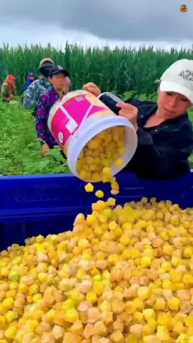 The Delicious Anti-Inflammatory Fruit You've Never Heard Of