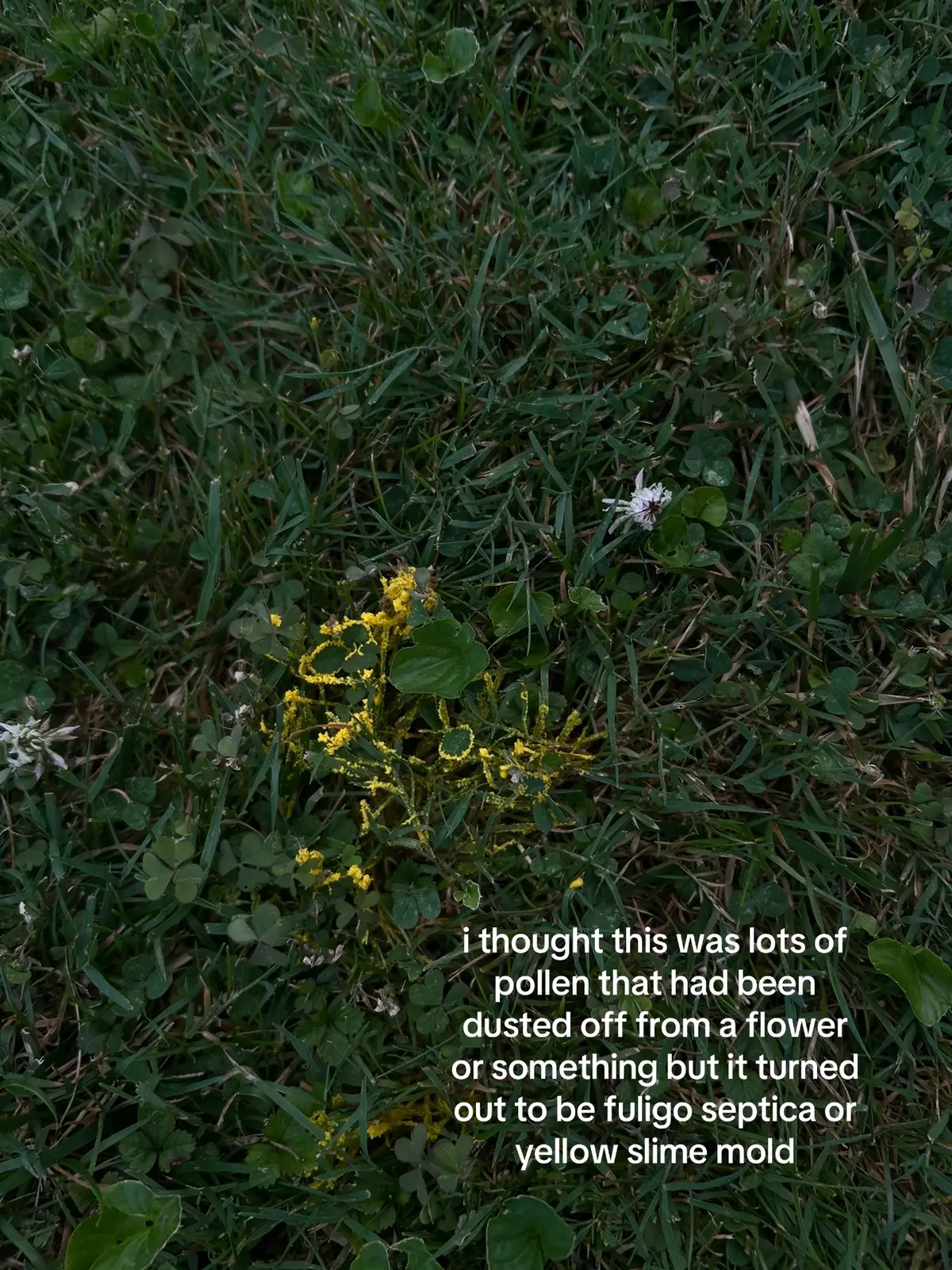 found this in my front yard :) if anyone knows better than me please kindly correct me if im wrong on anything, im still learning purely on my own research! ‼️my posts can not be used as any basis for eating or touching any mushrooms/fungi some mushrooms/fungi can be very dangerous, be careful and stay safe‼️ #mushroom #fungi #mushrooms #mycology #slimemold  